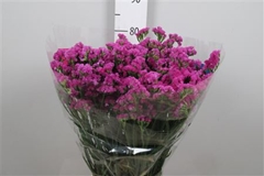 Lim S Dyna Rose 80cm 48gram