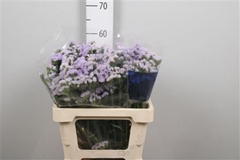 Lim S Tonie Lavender 60cm 36gram
