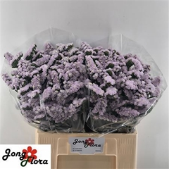Lim S Fairy Wings 60cm 23gram