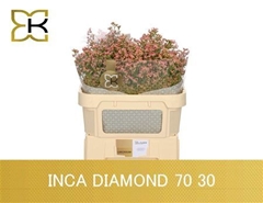Lim Sin Inca Diamond 70cm 30gram