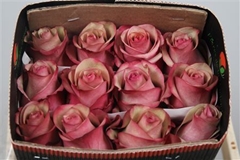 R Gr Vintage 60cm