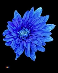 Chr T Euro Blue