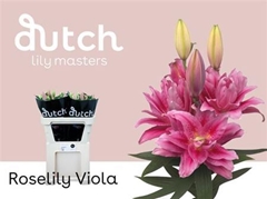 Li Or Du Rl Viola 85cm 45+