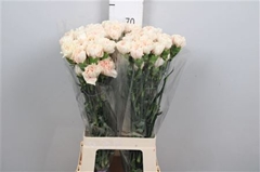 Di St Apple Tea 70cm 23