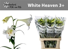 Li Lf White Heaven 95cm 30+