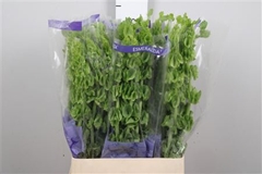 Moluccella Piece 90cm