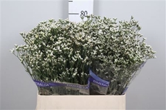 Lim Sin White Lace 80cm 25gram