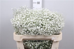 Gyps Pa Xlence 80cm 40gram