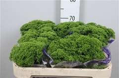 Trach Jade 70cm