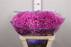 Gyps Colortreated 80cm 40gram