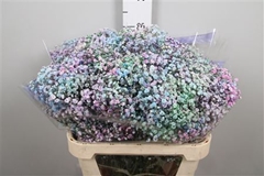 Gyps Colortreated 80cm 40gram