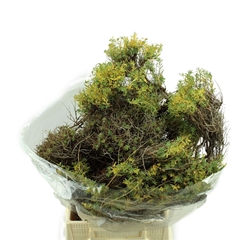 Euph Other 60cm 400gram