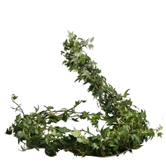 Hedera H Blad 80cm