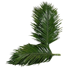 Phoenix Roebeleni Bs 60cm