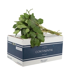Gaultheria Shall Bs 40cm