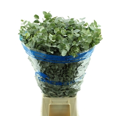 Euca Cinerea P Bunch 70cm 300gram