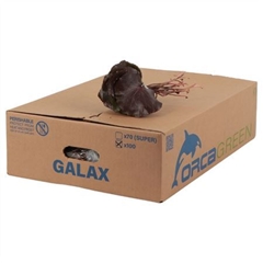 Galax Urceolata 20cm