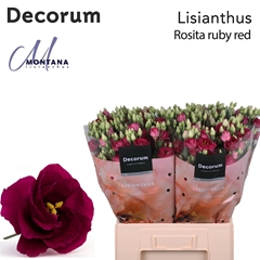 Eust G Rosita Red 60cm
