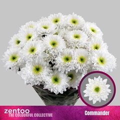 Chr T Commander 70cm 100gram