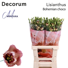 Eus E Bohemian Choco 70cm