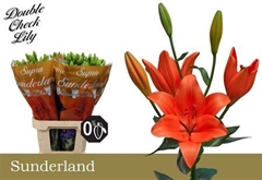 Li La Sunderland 90cm 55+