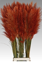 Corta Selloan Klb Oranje