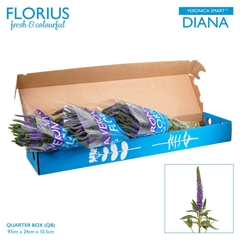 Veron Clea Diana 60cm