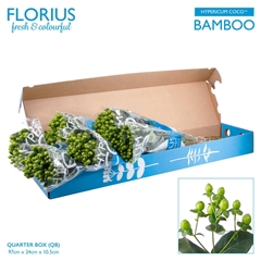Hyper Coco Bamboo Green 70cm