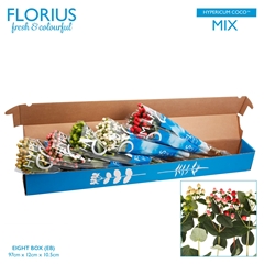 Hyp Coco Gem In Fust 60cm