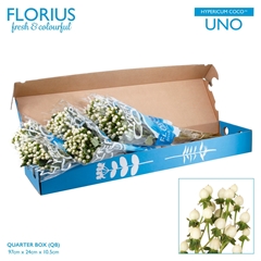 Hyper Coco Uno White 70cm
