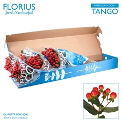 Hyper Coco Tango Red Sup 70cm