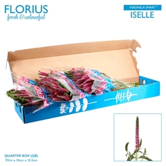 Veron Smart Iselle Dk Pk 60cm