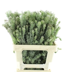 Adenanthos Other 60cm
