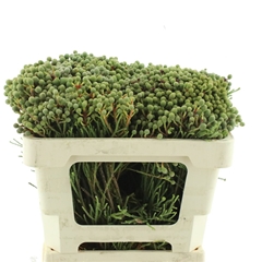 Berzelia Abrotanoide 50cm