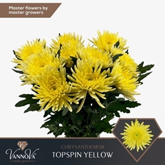 Chr G Topspin Yellow