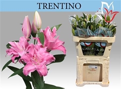 Li Or Trentino 85cm 55+