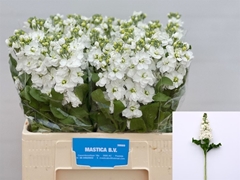 Matth Stox White