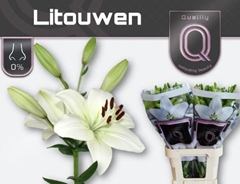 Li La Litouwen 95cm 45+