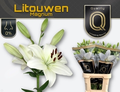 Li La Litouwen 95cm 55+