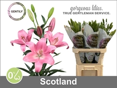 Li La Scotland 90cm 55+