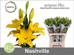 Li La Nashville 90cm 55+