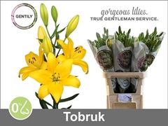 Li La Tobruk 90cm 55+