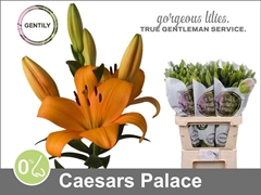 Li La Caesars Palace 90cm 55+