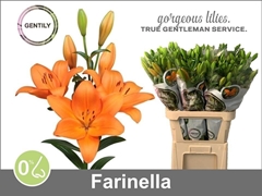 Li La Farinella 90cm 55+