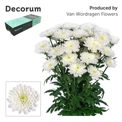 Chr T Altaj 70cm 90gram