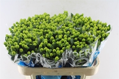 Hyper Coco Bamboo Green 70cm