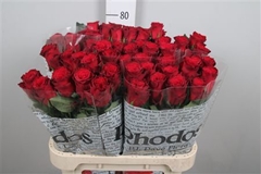 R Gr Rhodos 80cm 5,5cm