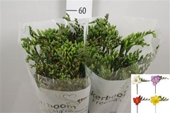 Fr En Mixed 50cm 21gram 23