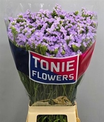 Lim S Tonie Lavender