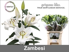 Li Ot Zambesi 100cm 55+